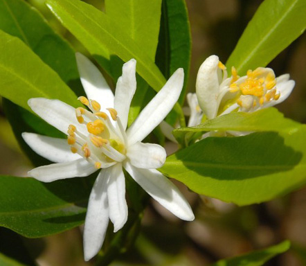 ORANGE AMERE